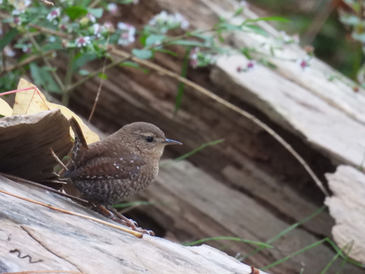 Winter Wren - ML643046866