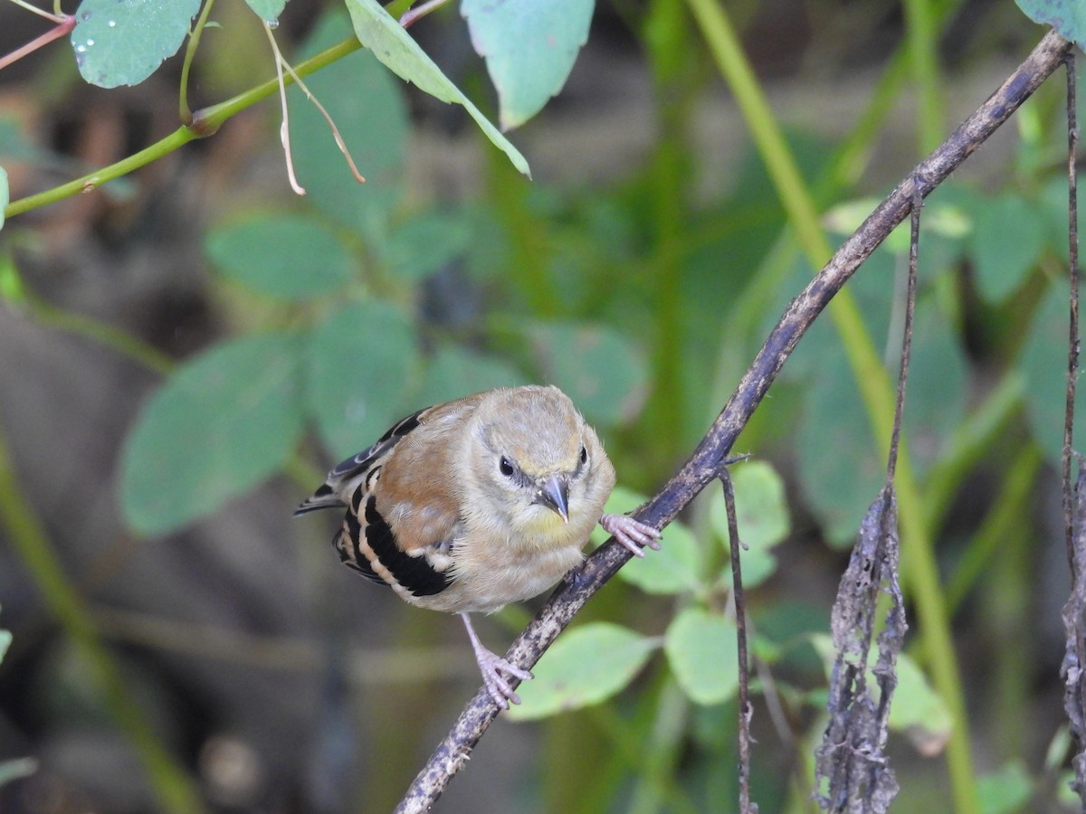 American Goldfinch - ML643046887
