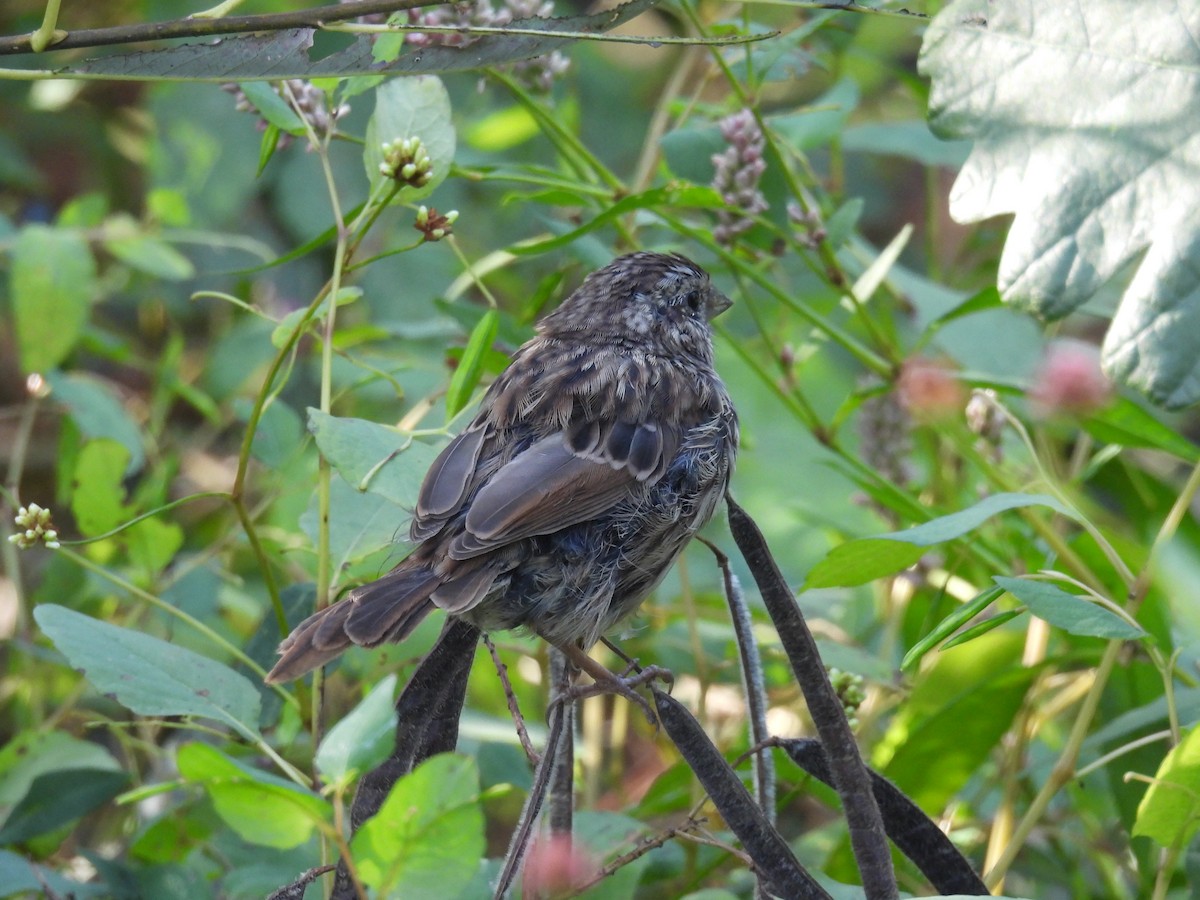Song Sparrow - ML643046894