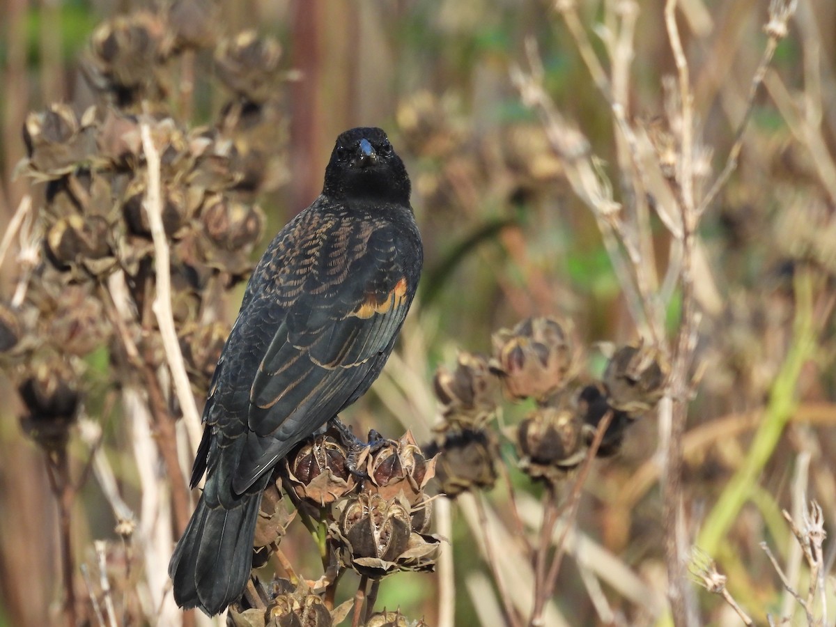 Red-winged Blackbird - ML643046898
