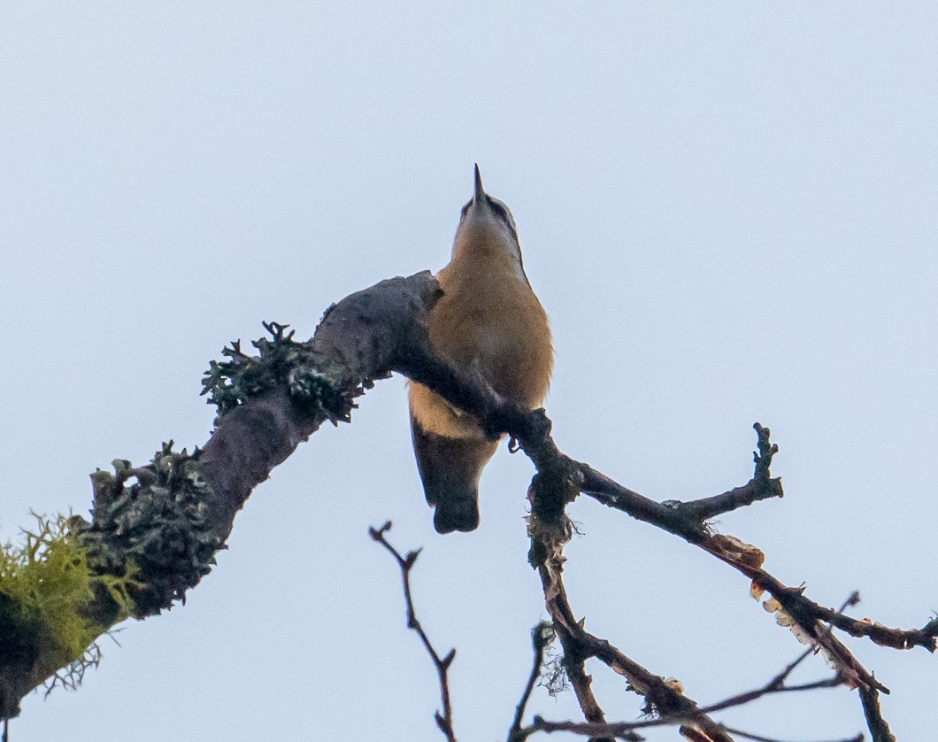 Red-breasted Nuthatch - ML643046908