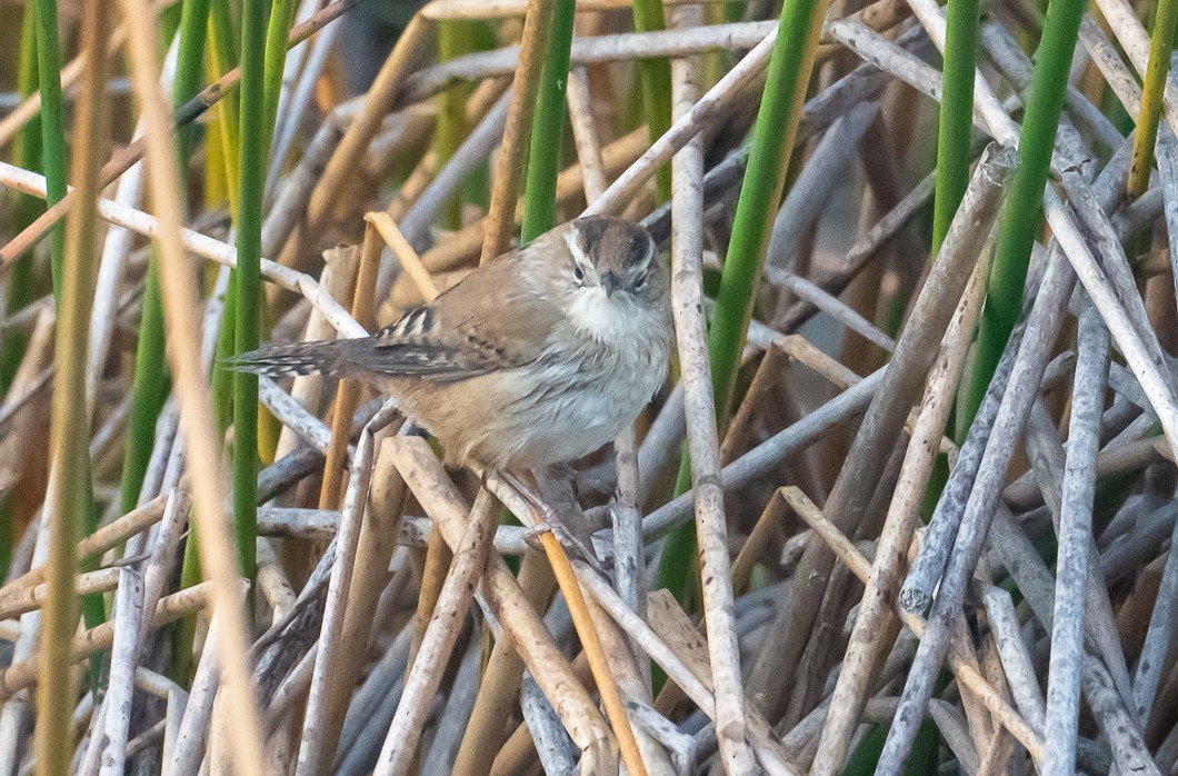 Marsh Wren - ML643046927