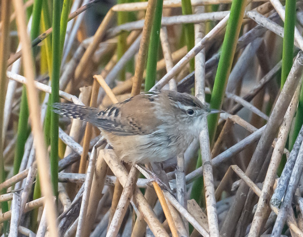 Marsh Wren - ML643046928