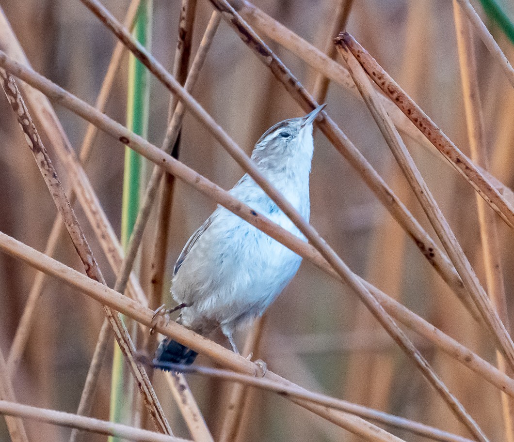 Marsh Wren - ML643046929