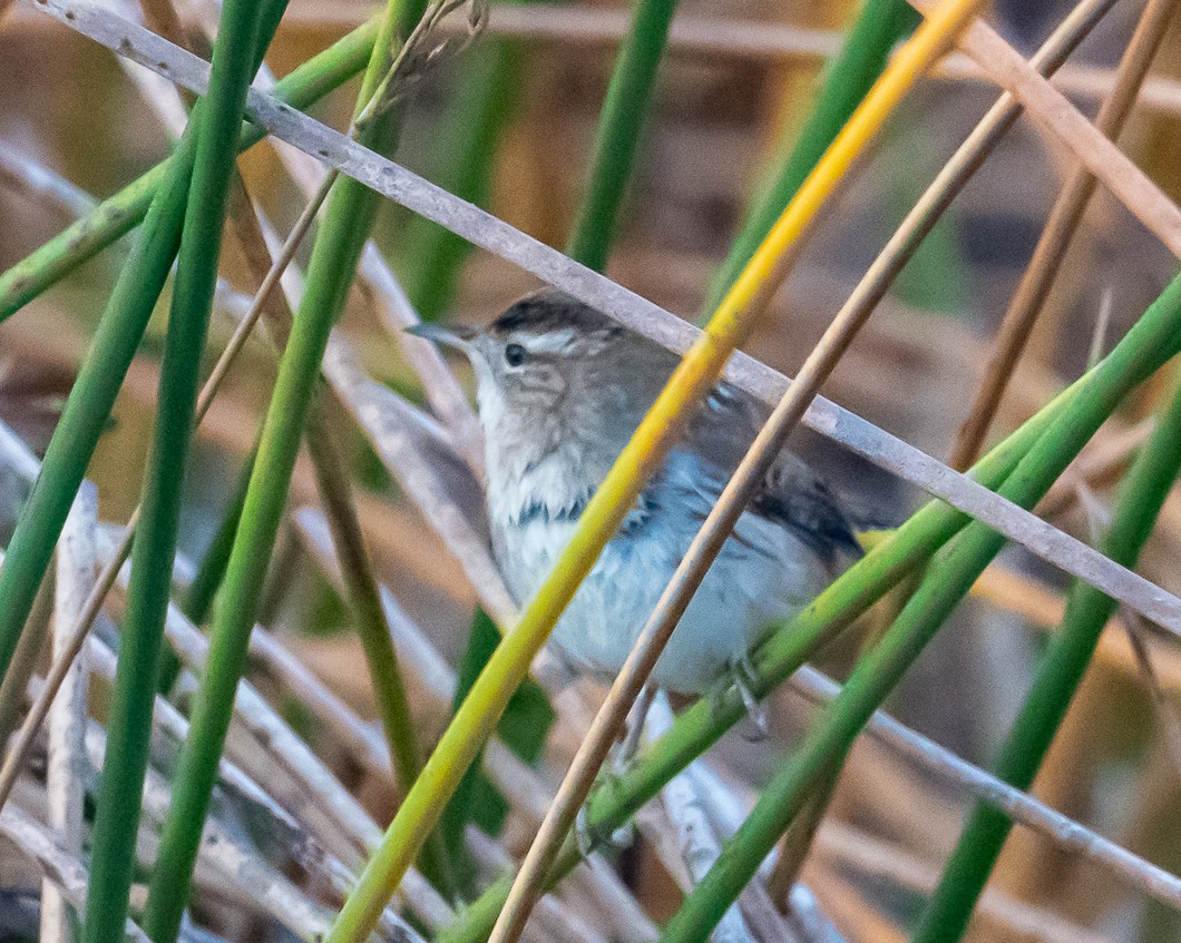 Marsh Wren - ML643046930