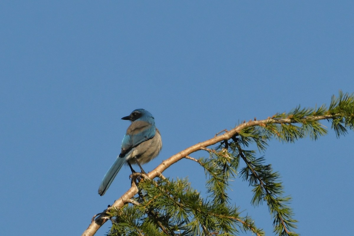 California Scrub-Jay - ML643046937