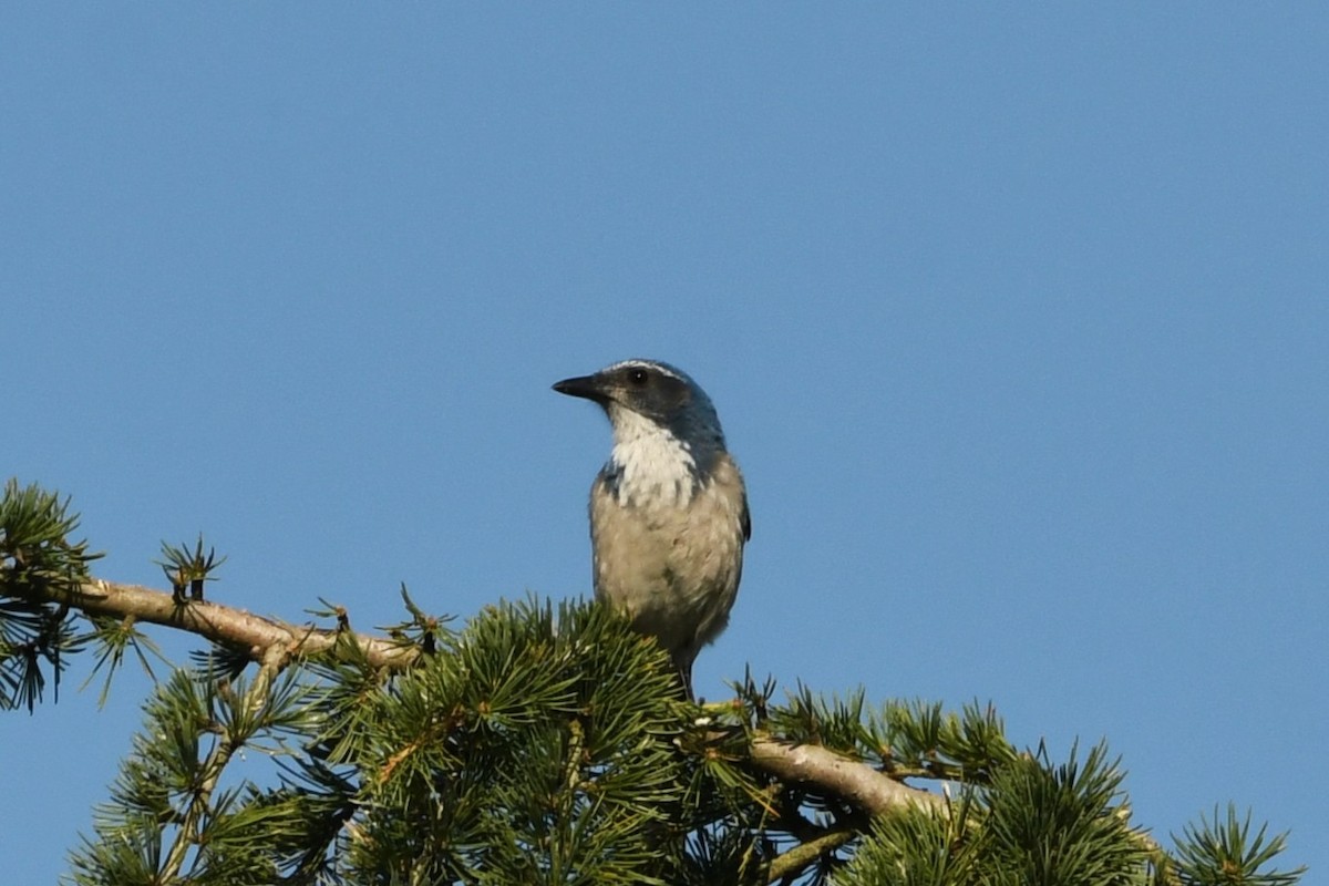California Scrub-Jay - ML643046938