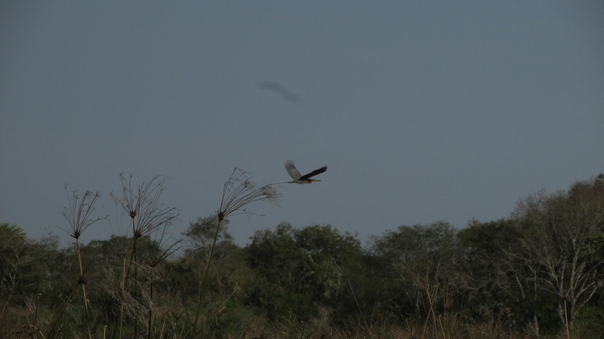 Rufescent Tiger-Heron - ML643046939