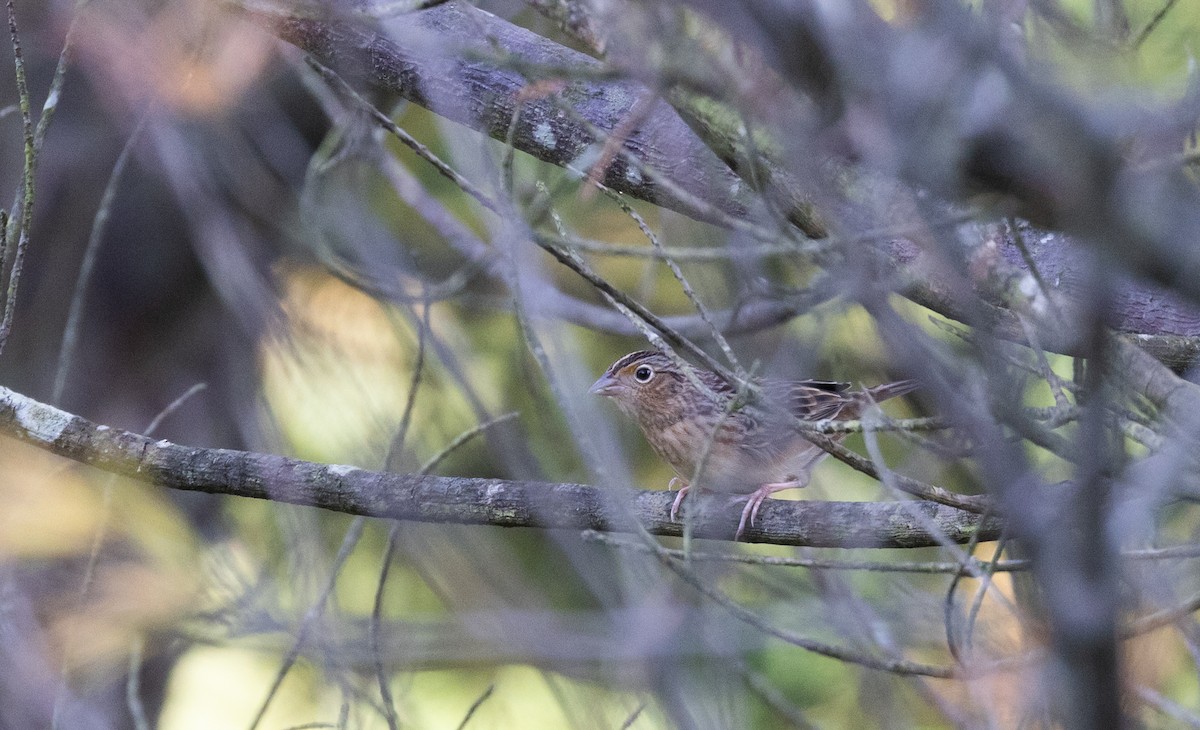 Grasshopper Sparrow - ML643046953