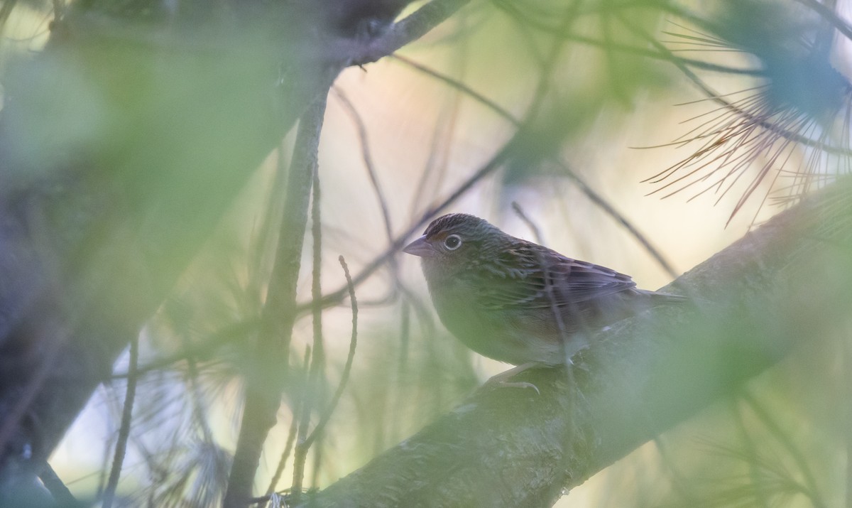Grasshopper Sparrow - ML643046955