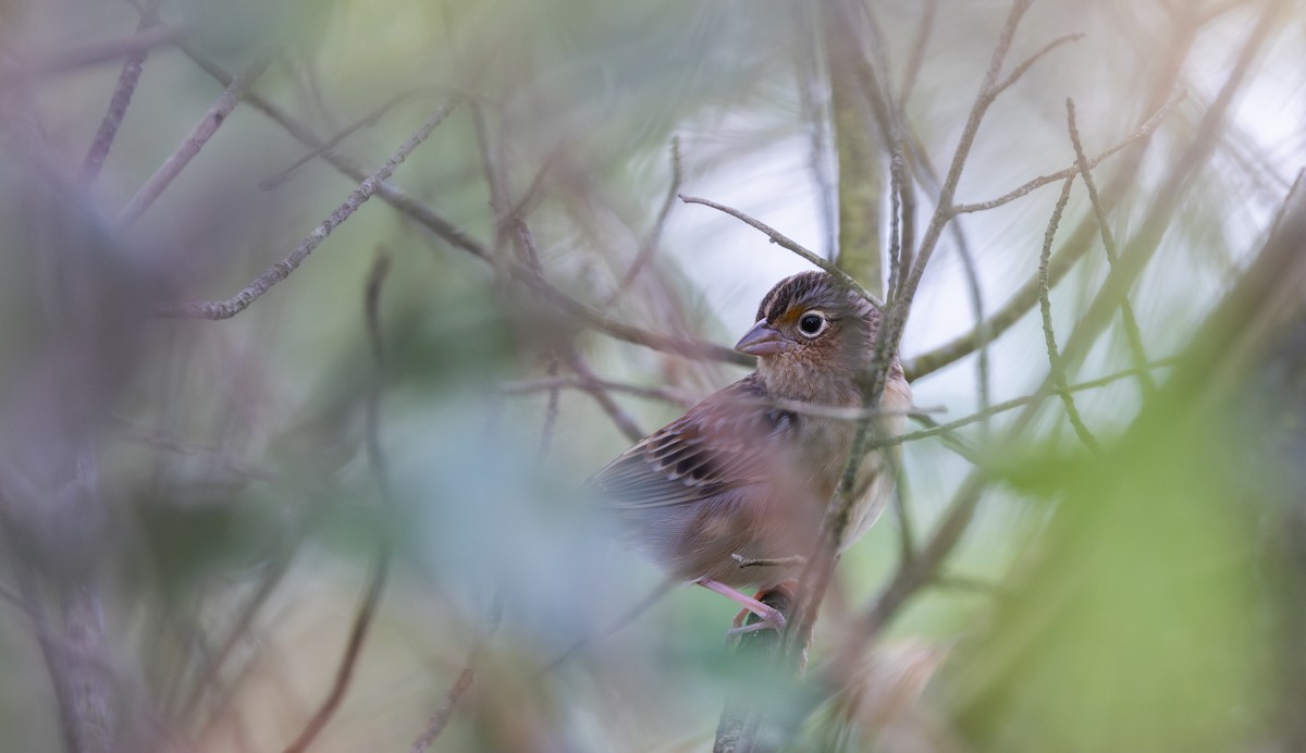 Grasshopper Sparrow - ML643046965