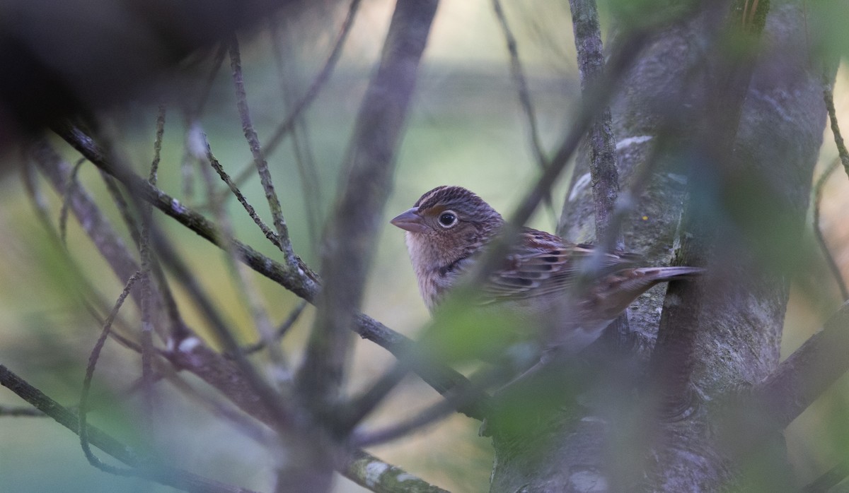 Grasshopper Sparrow - ML643046972