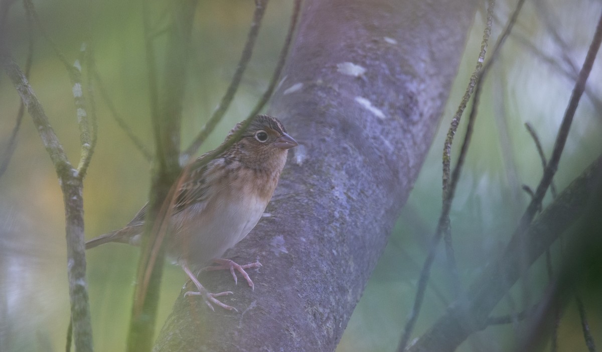 Grasshopper Sparrow - ML643046973
