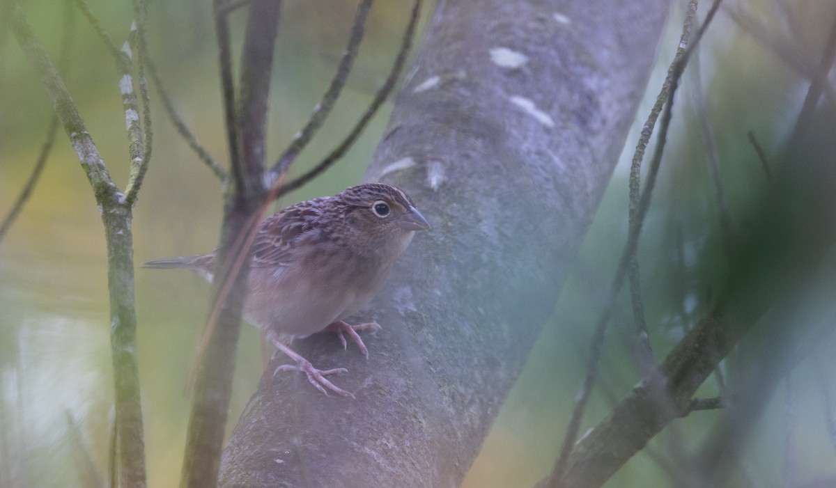 Grasshopper Sparrow - ML643046974
