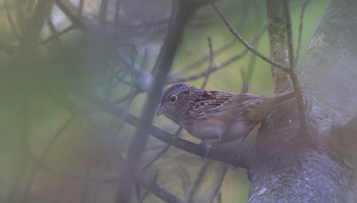 Grasshopper Sparrow - ML643046981