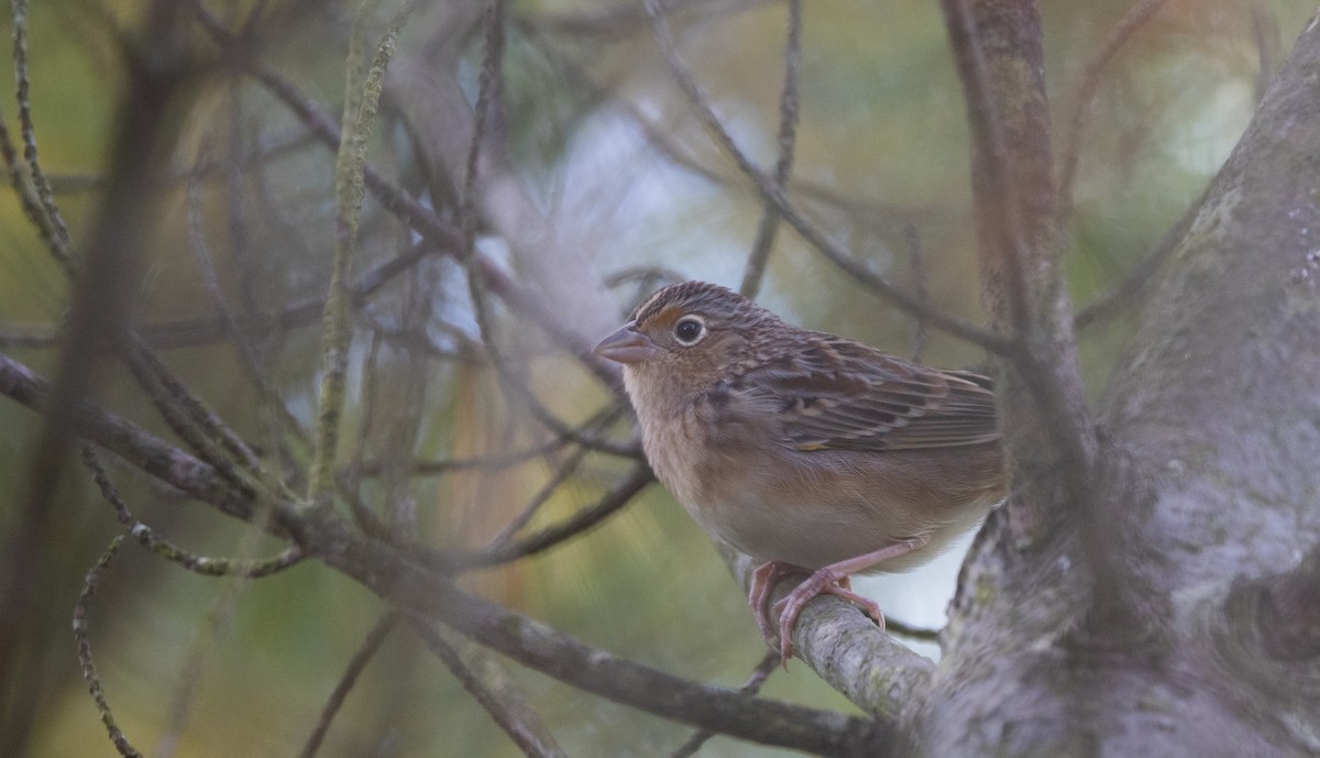 Grasshopper Sparrow - ML643046982