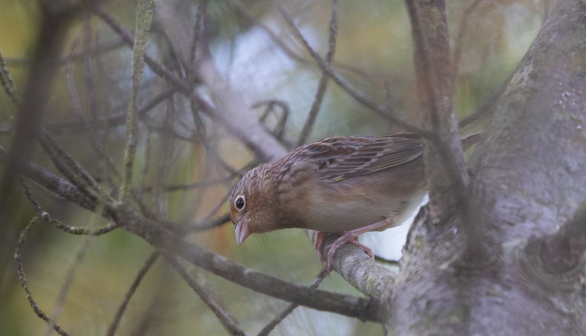 Grasshopper Sparrow - ML643046983
