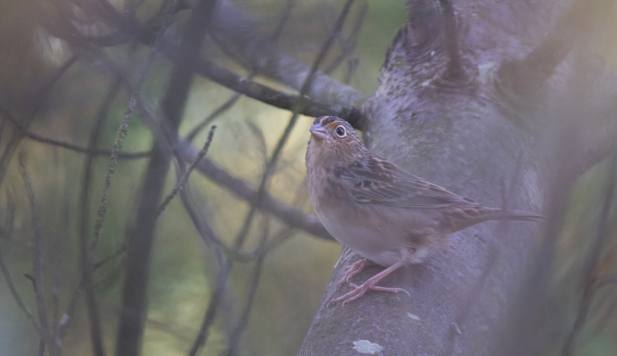 Grasshopper Sparrow - ML643046984