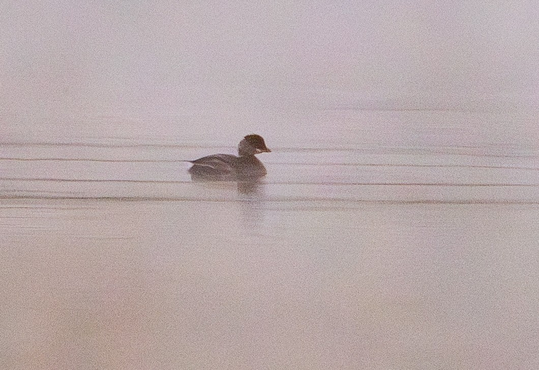 Pied-billed Grebe - ML643046985