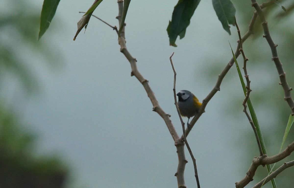 Gray-headed Oliveback - ML643047004