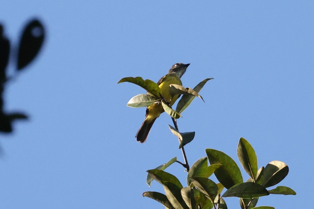 Dusky-chested Flycatcher - ML643047030
