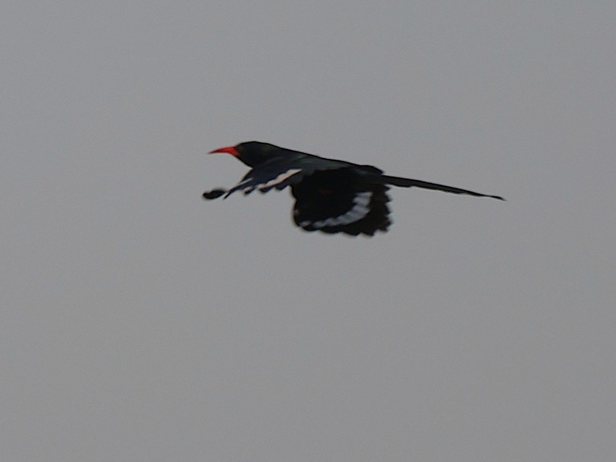 Green Woodhoopoe - ML643047034