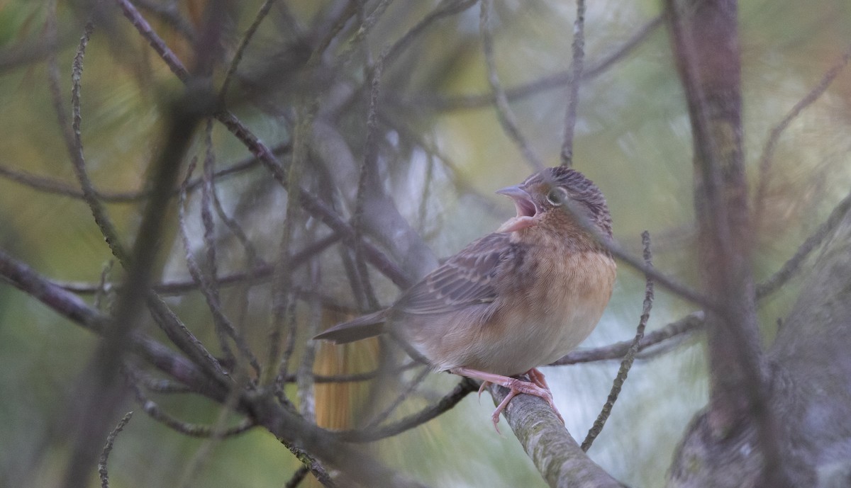 Grasshopper Sparrow - ML643047036