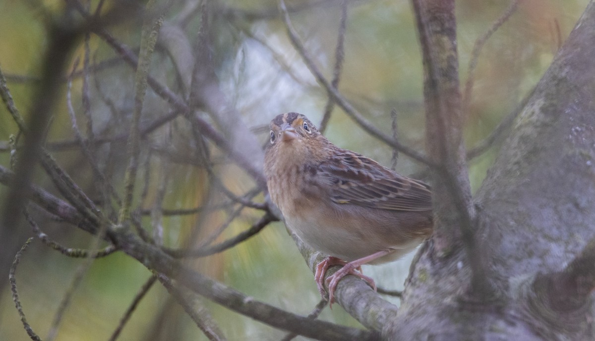 Grasshopper Sparrow - ML643047037