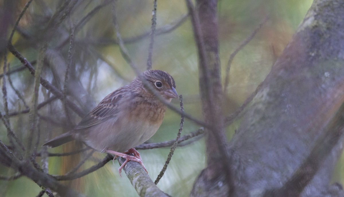Grasshopper Sparrow - ML643047038