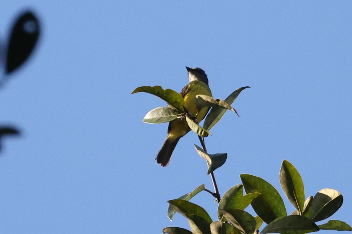 Dusky-chested Flycatcher - ML643047039
