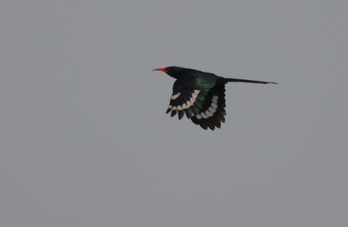 Green Woodhoopoe - ML643047040