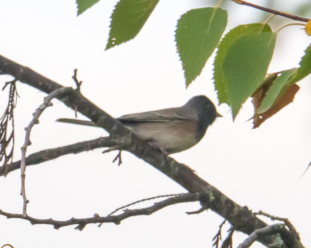 Dark-eyed Junco (Oregon) - ML643047060