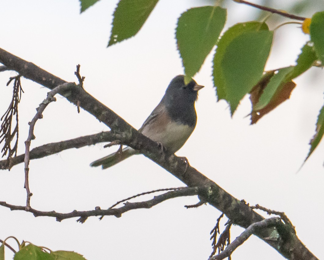 Dark-eyed Junco (Oregon) - ML643047061