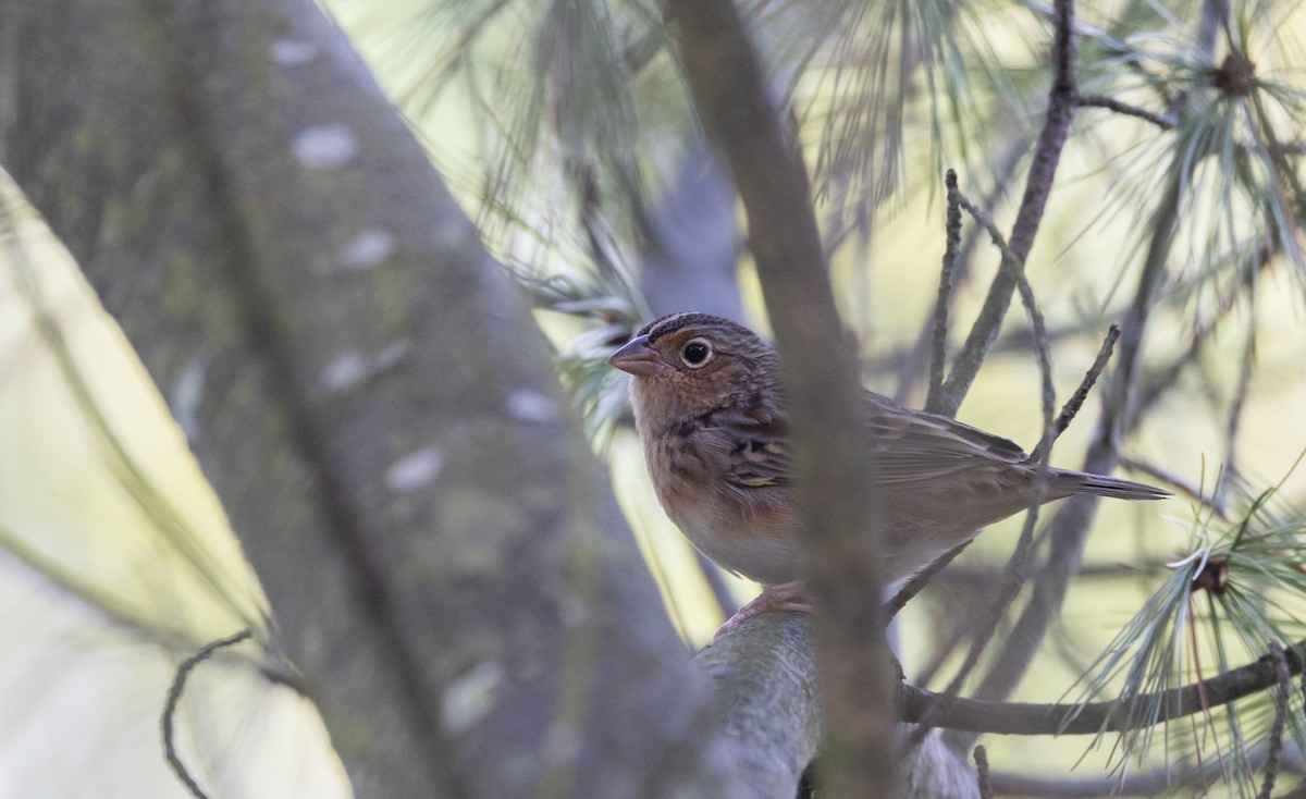 Grasshopper Sparrow - ML643047075