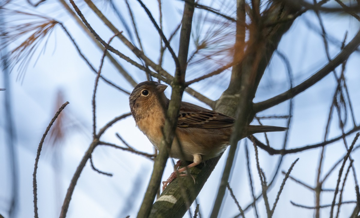 Grasshopper Sparrow - ML643047080
