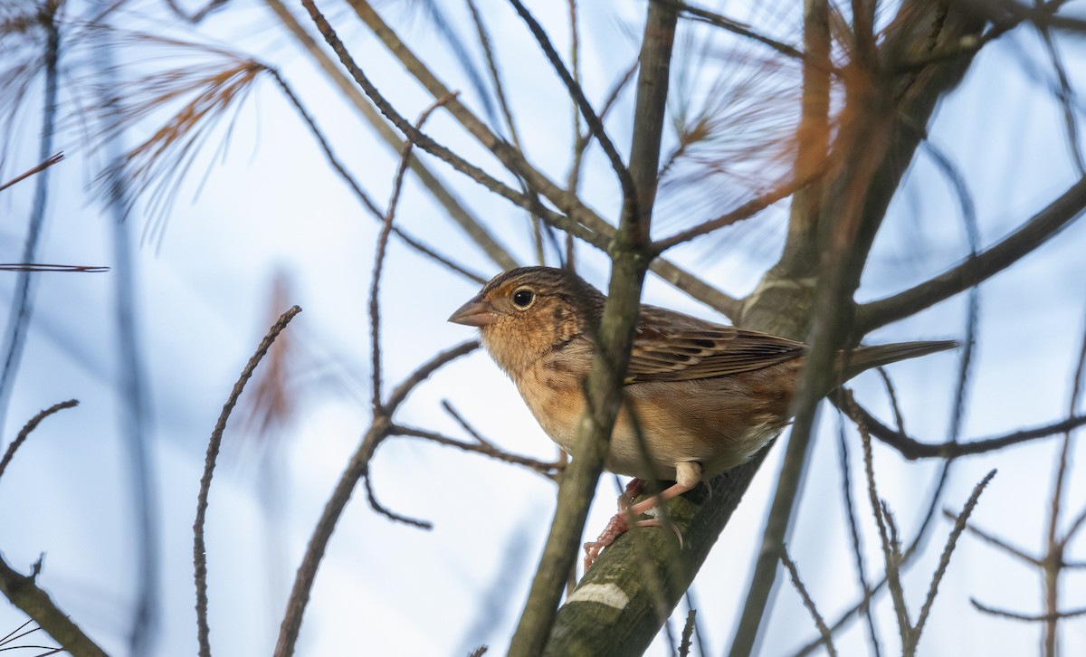 Grasshopper Sparrow - ML643047081