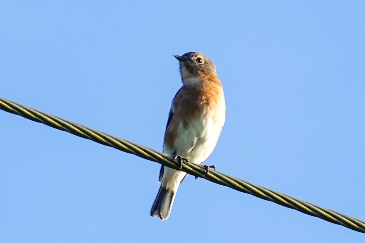 Eastern Bluebird (Eastern) - ML643047096