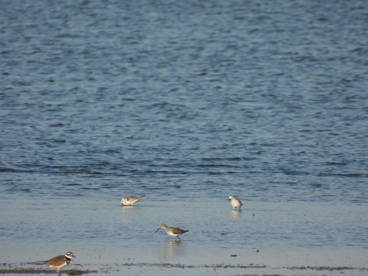 Stilt Sandpiper - ML643047097