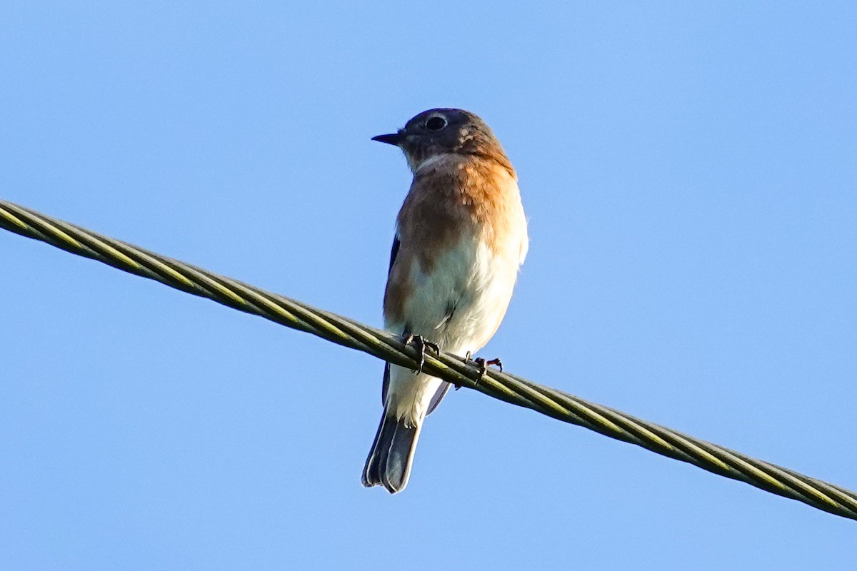 Eastern Bluebird (Eastern) - ML643047098