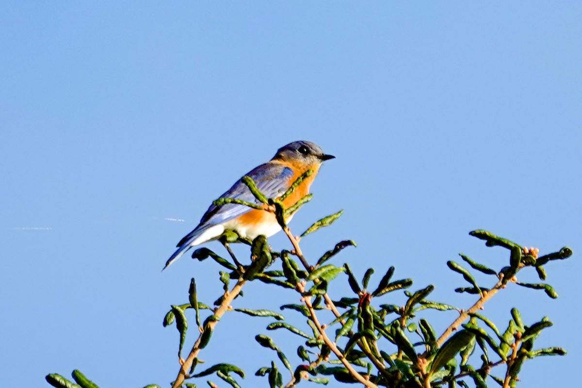 Eastern Bluebird (Eastern) - ML643047099