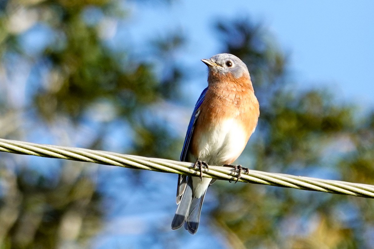 Eastern Bluebird (Eastern) - ML643047100