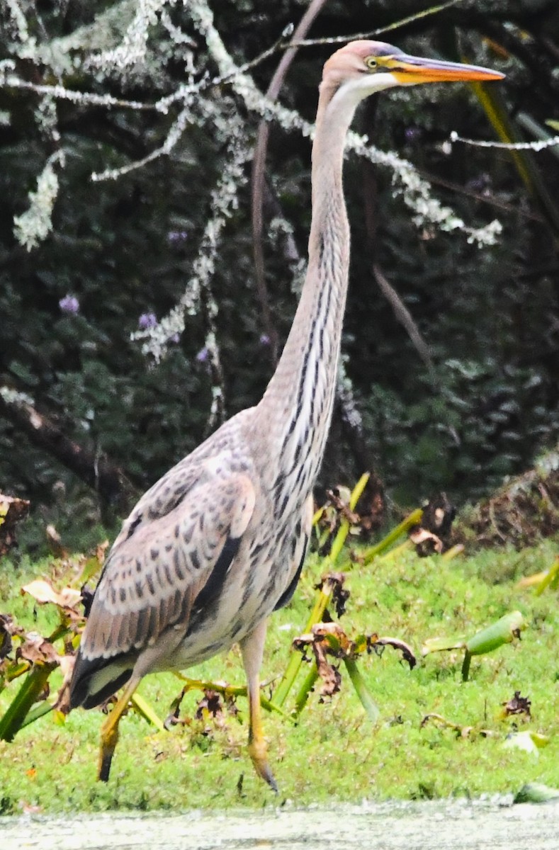 Purple Heron - ML643047105