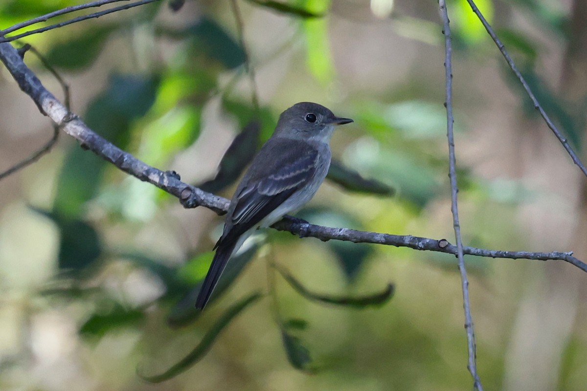 Eastern Wood-Pewee - ML643047111