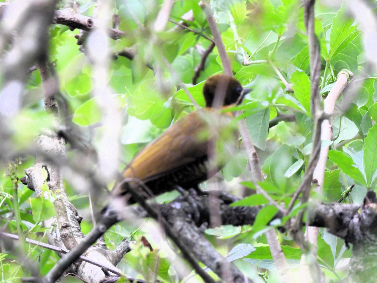 Golden-green Woodpecker - ML643047122