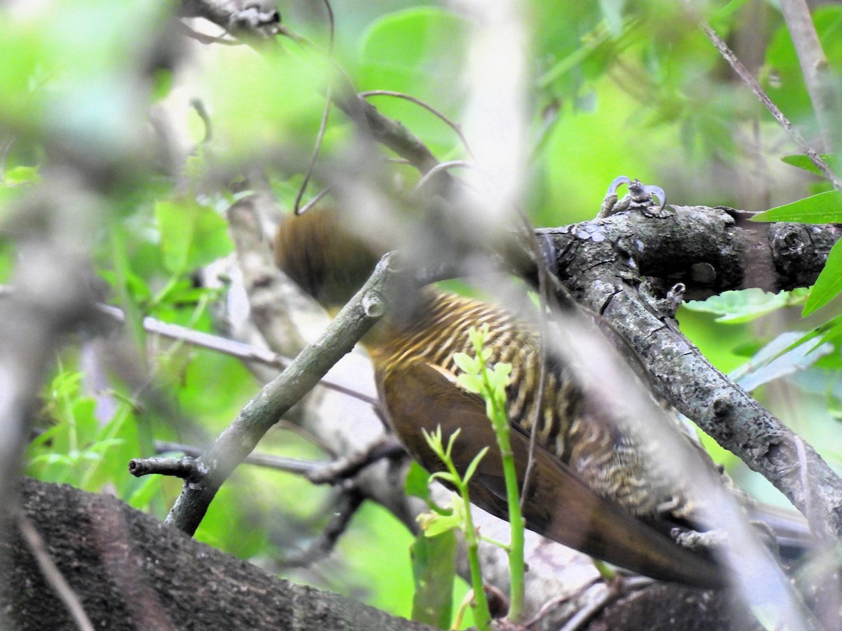 Golden-green Woodpecker - ML643047123