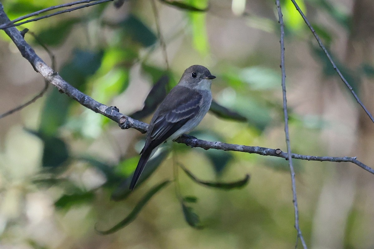 Eastern Wood-Pewee - ML643047124