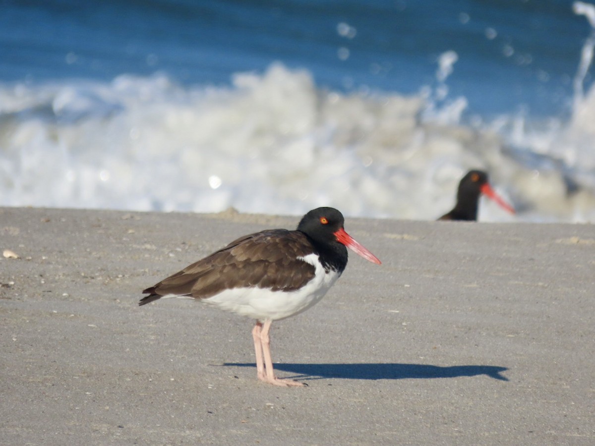 American Oystercatcher - ML643047144