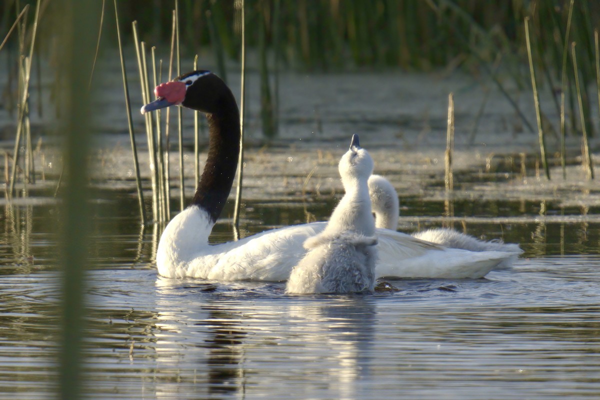 Black-necked Swan - ML643047154