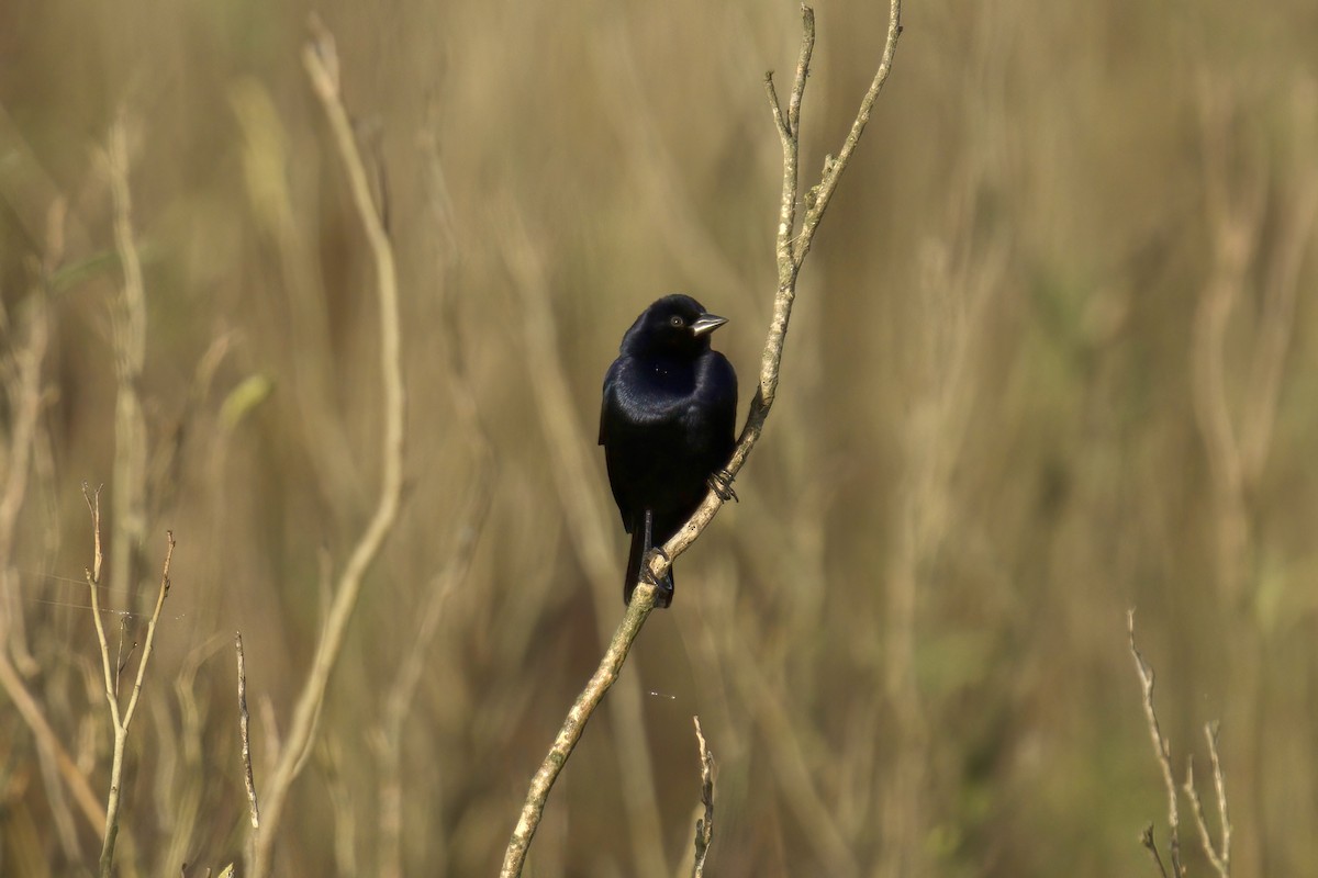 Shiny Cowbird - ML643047195