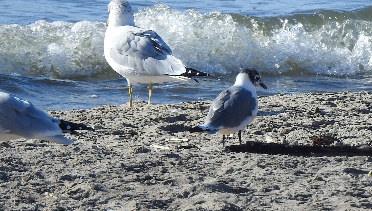 Franklin's Gull - ML643047229